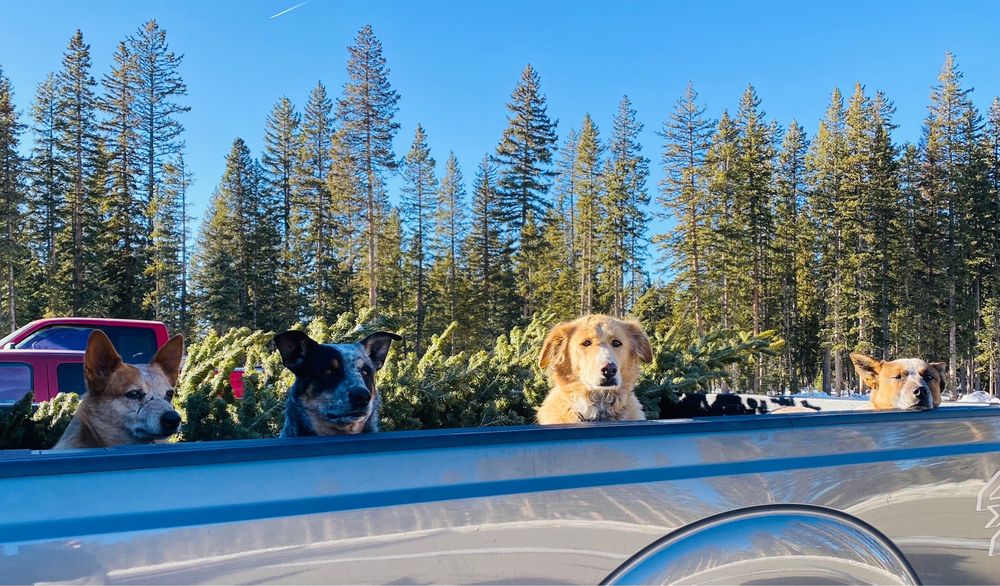 DOG GONE CUTE MOBILE GROOMING Updated July 2024 Grand Junction