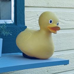 The Odd Duck