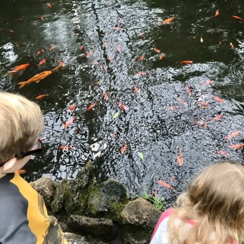 Garfield Park Conservatory - Our kids loved the koi and turtles - Parks Near Me - Chicago, Illinois