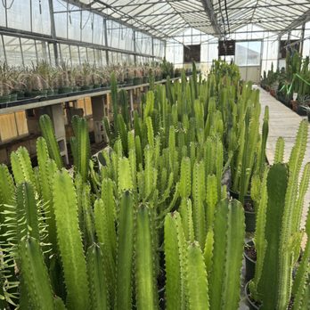 Florida Cactus - Nurseries & Gardening Near Me - Apopka, Florida