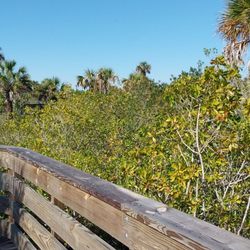 Big Cypress Bend Boardwalk