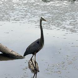 Essex County Park