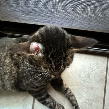 South Shore Veterinary Care - BabyBaby after he was cared for & we had made it home - Veterinarians Near Me - Kihei, Hawaii South Shore Veterinary Care - BabyBaby after he was cared for & we had made it home - Veterinarians Near Me - Kihei, Hawaii