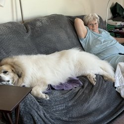 Holly’s Critter Care - Annabelle enjoying a nap on the couch.