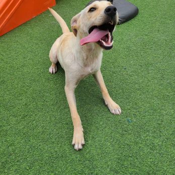 Wuf Pet Resort & Spa - Fun! - Pet Groomers Near Me - Irving, Texas Wuf Pet Resort & Spa - Fun! - Pet Groomers Near Me - Irving, Texas