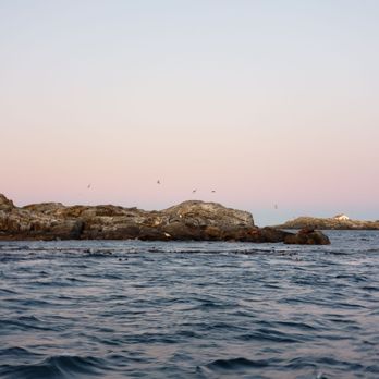 Eagle Wing Tours - Boat Charters Near Me - Victoria, British Columbia