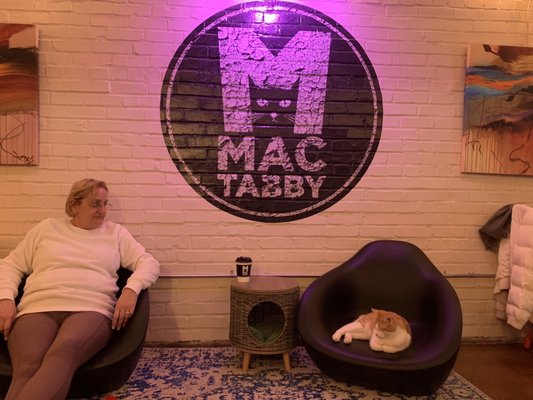 Mac Tabby Cat Cafe - Concord by null
