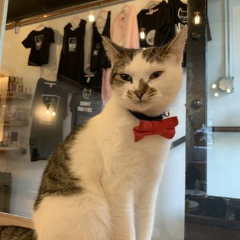 NEKO: A Cat Cafe - Themed Cafes Near Me - Seattle, Washington NEKO: A Cat Cafe - Themed Cafes Near Me - Seattle, Washington