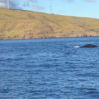 Trilogy Excursions - Whale to surface - Snorkeling Near Me - Lahaina, Hawaii