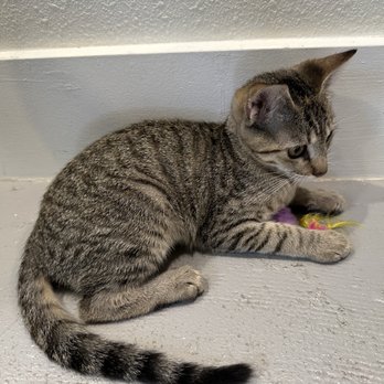 Kona Kat Cafe - Pet Adoption Near Me - Kailua-Kona, Hawaii