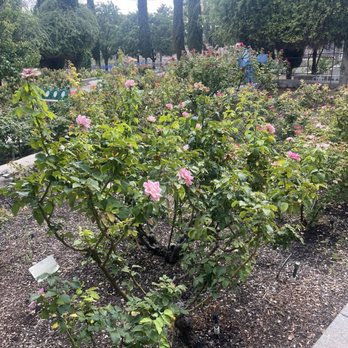 Rose Garden - Botanical Gardens Near Me - El Paso, Texas