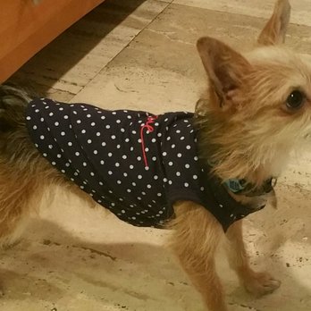 Pasadena Humane - Little Albert our joy - Animal Shelters Near Me - Pasadena, California