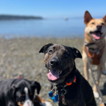 The Tempered Dog - Freyja on pack hike. - Pet Boarding Near Me The Tempered Dog - Freyja on pack hike. - Pet Boarding Near Me