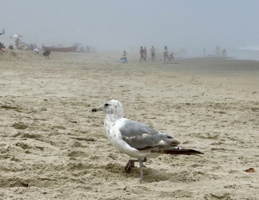 Belmar Beach by null