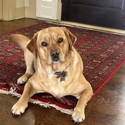 Scenthound Overland Park - One Happy Girl