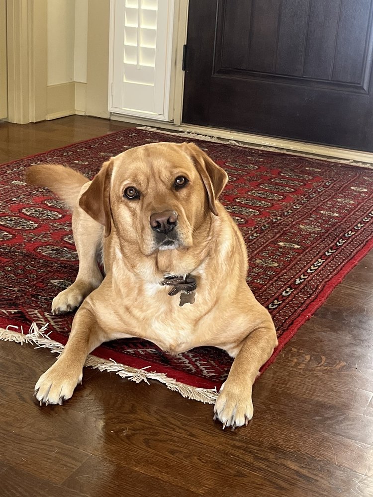 SCENTHOUND OVERLAND PARK Updated July 2024 6519 W 119th St