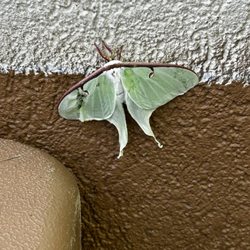 Circle K - Luna Moth on the building. So cool.
