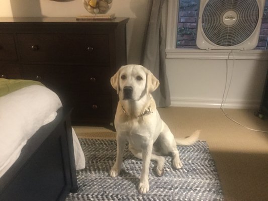 Wanderlust Dogs - Eagle