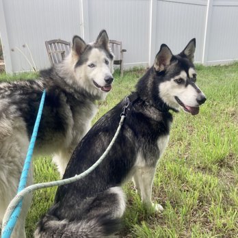 Wags & Wonders - Walks in the cooler times of day can keep your pup's stress levels down - Pet Sitting Near Me Wags & Wonders - Walks in the cooler times of day can keep your pup's stress levels down - Pet Sitting Near Me