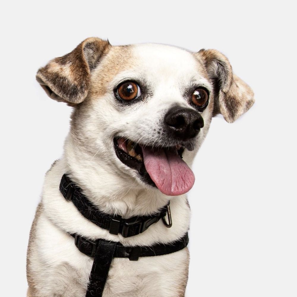Pixel Pup Co - Pet Photography Near Me - Montrose, California Pixel Pup Co - Pet Photography Near Me - Montrose, California