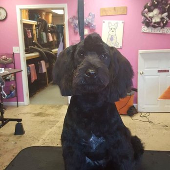 Sabines Enchanted Grooming - Parker enjoying his time with Sabine - Pet Groomers Near Me - Phenix City, Alabama Sabines Enchanted Grooming - Parker enjoying his time with Sabine - Pet Groomers Near Me - Phenix City, Alabama