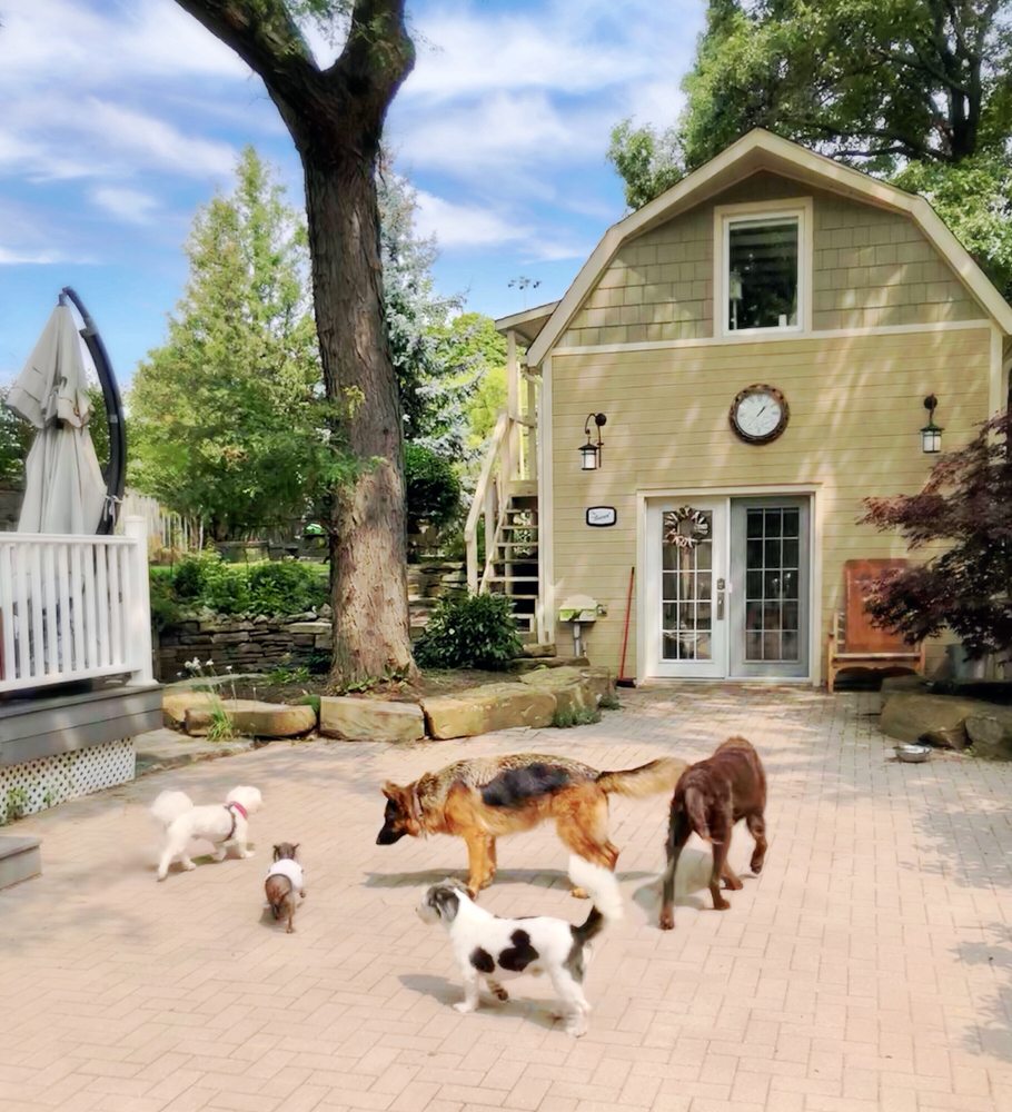 DOGGLE DOG DAYCARE Updated September 2024 1637 Glenburnie Road, Mississauga, Ontario Dog