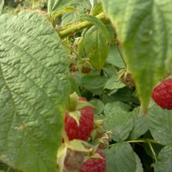 Rosby Greenhouse & Berry Farm