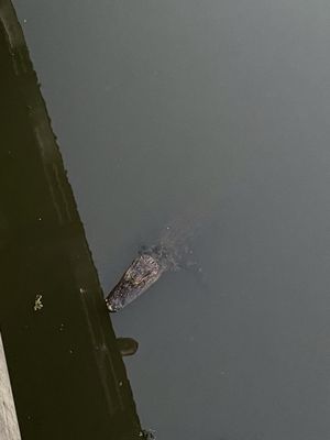 Lowcountry Celebration Park by null