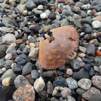 Watmough Bay - A lone crab shell on the beach. - Parks Near Me - Lopez, Washington Watmough Bay - A lone crab shell on the beach. - Parks Near Me - Lopez, Washington