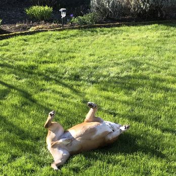 Leave It To Shoo! - Pet Sitting Near Me - Vancouver, Washington Leave It To Shoo! - Pet Sitting Near Me - Vancouver, Washington