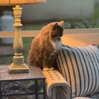 Captain Jacks Smokehouse - Our cat, Charlotte.  She doesn't eat barbecue, but she'll take a whiff of it. - Barbeque Near Me - Fernandina Beach, Florida