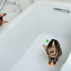 Mike Reed Tile - Even my Savannah  cats like their new tub!