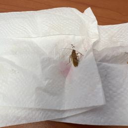 A roach on the table
