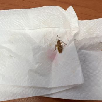 Pupusería La Sierra - A roach on the table - Salvadoran Near Me - Moreno Valley, California
