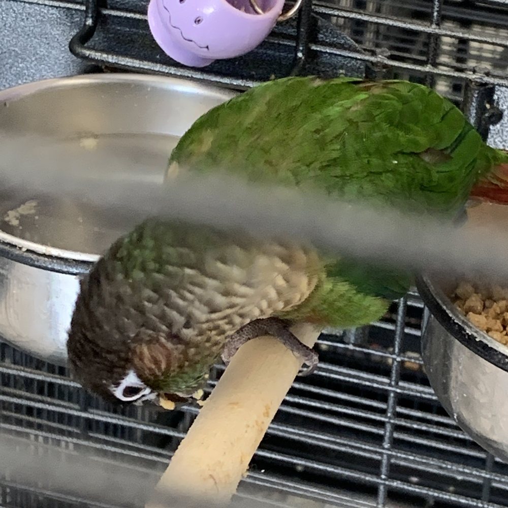 The Bird Shop - Bird Shops Near Me - Roseville, California The Bird Shop - Bird Shops Near Me - Roseville, California