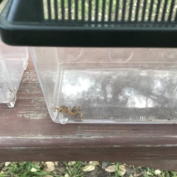 Sierra Foothill Conservancy - Jeresulum cricket - Hiking Near Me