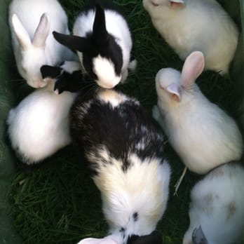 Rabbit Rescue - Baby buns & their mother Olivia ! (Babies are up for adoption on feb.4th) - Animal Shelters Near Me - Paramount, California Rabbit Rescue - Baby buns & their mother Olivia ! (Babies are up for adoption on feb.4th) - Animal Shelters Near Me - Paramount, California