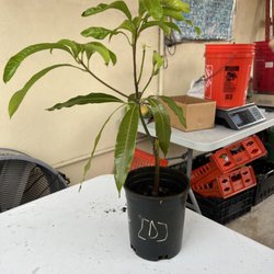 Tropical Acres Farms - Dwarf Hawaiian mango $40