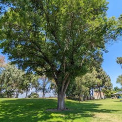 Dennis the Menace Park - Tree in the park