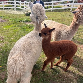 Canzelle Alpacas - Baby Cria - Farms Near Me - Carpinteria, California