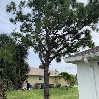 Priority Lawn Care & Tree Service - Before pine tree removed - Tree Services Near Me