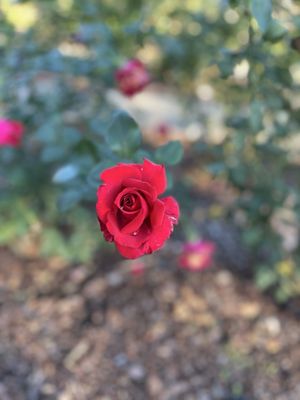 Memphis Botanic Garden by null