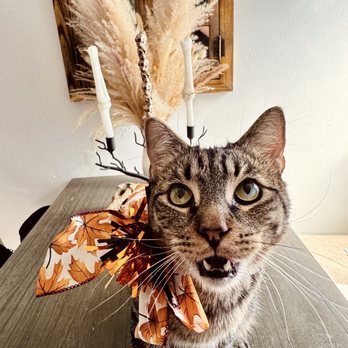 Allie & Paws - Pet Groomers Near Me - Downey, California