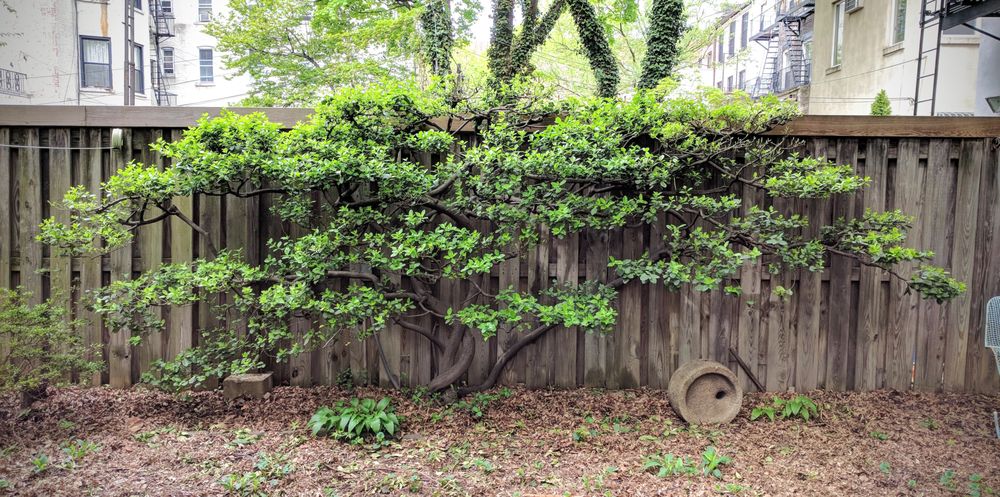 Roots & - tree service in Brooklyn, NY