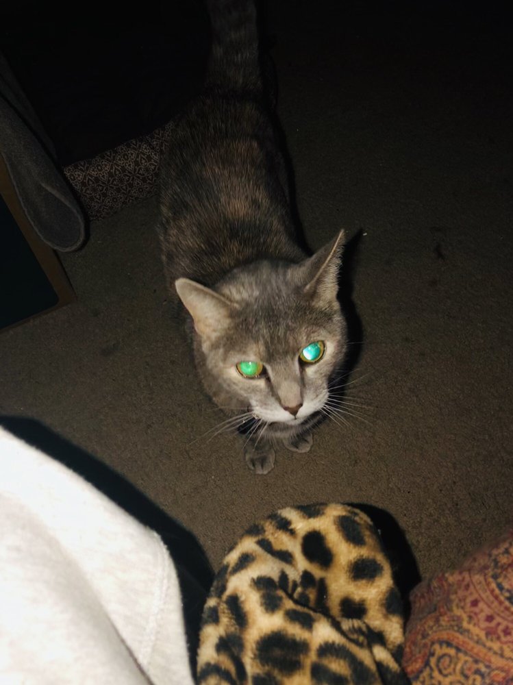 SURREY PLACE APARTMENTS 12 W 59th St, Westmont, Illinois Apartments