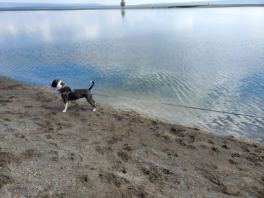 Yellowstone Lake by null