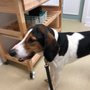 Photo of Pets Aloud Veterinary Services