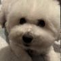 Photo of City of Angels Veterinary Specialty Center