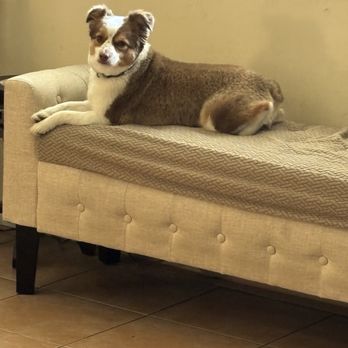 Bluemoon Pet Grooming - Pet Groomers Near Me - El Monte, California