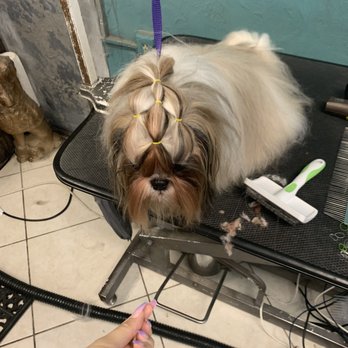 Spot Srq - Pet Groomers Near Me - Sarasota, Florida Spot Srq - Pet Groomers Near Me - Sarasota, Florida